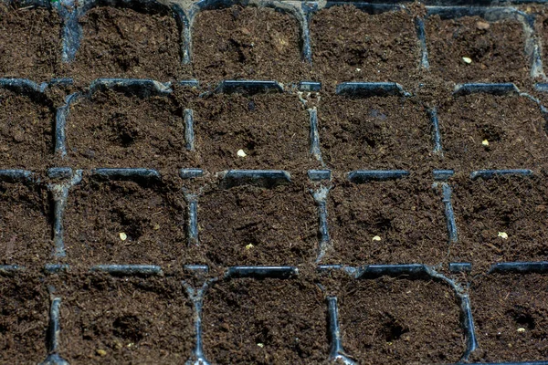 Toprakta tek çan biberi tohumu (Capsicum annuum). Kabın içindeki tatlı biber tohumu büyümeye hazır..