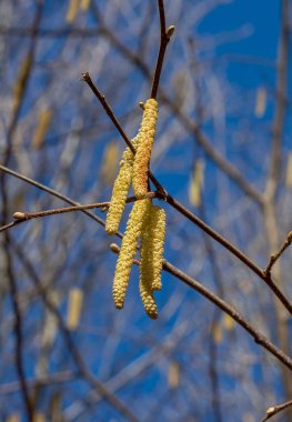 Genel ela (Corylus avellana) kışın erkek catkins.