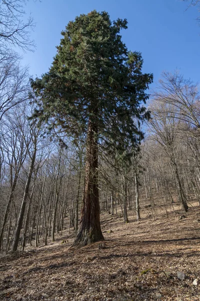 Gigantyczne Sekwoje Sequoiadendron Giganteum Lub Sierrańska Sekwoja Rosnąca Lesie Salasisko — Zdjęcie stockowe