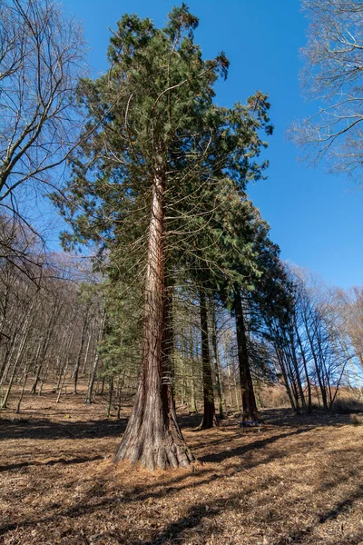 Велетенські Секвойські Дерева Sequoiadendron Giganteum Або Сірранські Руді Ростуть Лісі — стокове фото