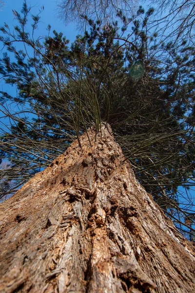 Sequoias Gigantes Árvores Sequoiadendron Giganteum Sequoias Sierran Crescendo Floresta Salasisko — Fotografia de Stock