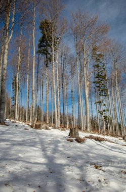Kışın güneşli bir günde kayın ormanı. Ormanda kayın (İbne) ağaçları.