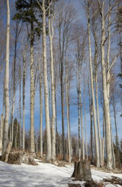 Kışın güneşli bir günde kayın ormanı. Ormanda kayın (İbne) ağaçları.