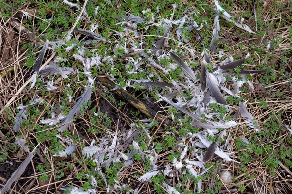 Zerfetzte Vogelfedern Auf Dem Boden Wald Vogel Von Raubtier Gefangen — Stockfoto