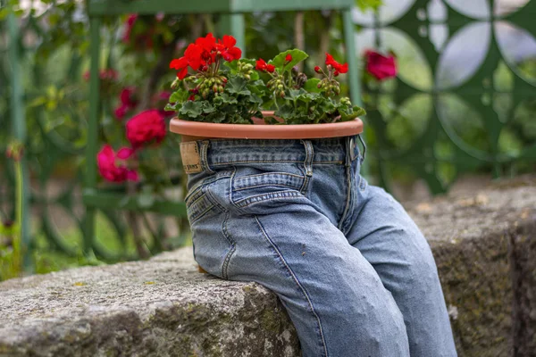 Blue Jeans Planter Pelargonium Peltatum Red Scarlet Flowers Vintage Garden — Stock Photo, Image