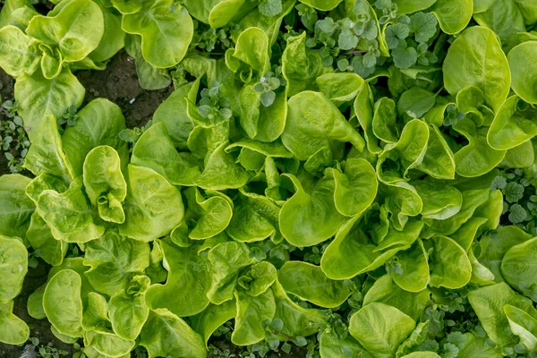 Sałata Zimowa Rośnie Szklarni Organiczny Ogród Warzywny Świeża Zdrowa Żywność — Zdjęcie stockowe