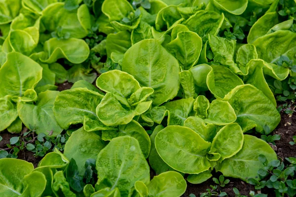 Sałata Zimowa Rośnie Szklarni Organiczny Ogród Warzywny Świeża Zdrowa Żywność — Zdjęcie stockowe