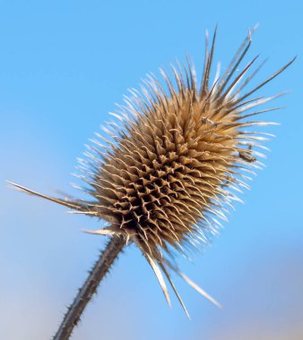 Kışın Kuru Dipsacus Sativus çiçeğinin başı. Hint çaydanlığı (Fuller 's Teasel) devedikeni makrosu. Kapat..