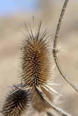 Kışın Kuru Dipsacus Sativus çiçeğinin başı. Hint çaydanlığı (Fuller 's Teasel) devedikeni makrosu. Kapat..