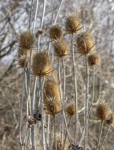 Dry Dipsacus Sativus Flowerhead Winter Indian Teasel Fuller Teasel Thistle — Stock Photo, Image