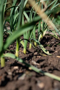 Bahçede yetişen organik sarımsak (Allium sativum). Sağlıklı ev yapımı sebzeler.