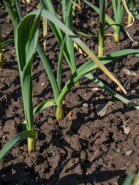 Szerves Fokhagyma Allium Sativum Kertben Egészséges Házi Termesztésű Zöldségek — Stock Fotó