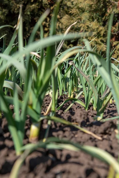 유기농 Allium Sativum 정원에서 자라는 마늘이다 가정에서 — 스톡 사진