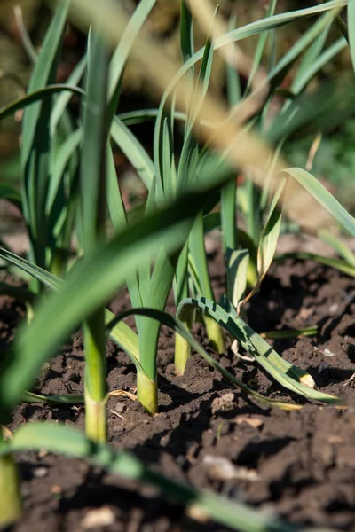 Aglio Biologico Allium Sativum Che Cresce Giardino Verdure Coltivate Casa — Foto Stock