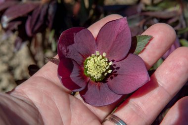 Bahçede çiçek açan Noel gülü (Helleborus niger). Çiçek açan Siyah Yunan çiçekleri.