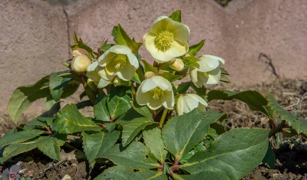 Christmas Rose Helleborus Niger Flowering Garden Blooming Black Hellebore Flowers — Stock Photo, Image