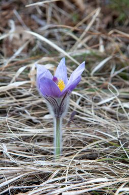 Büyük Pasque çiçeği çayırda çiçek açıyor. Pulsatilla grandis ilkbaharın başlarında çiçek açtı.
