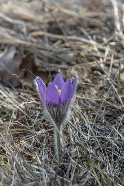 Квітка Великої Паски Розквітла Лузі Пулсатілла Цвіте Ранньою Весною — стокове фото
