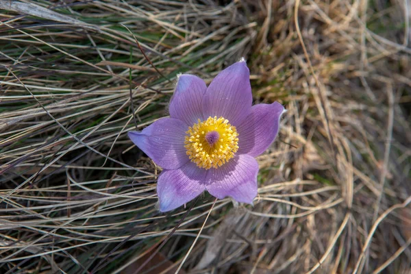Greater Pasque Flower Blooming Meadow Pulsatilla Grandis Bloom Early Spring — Stock Photo, Image