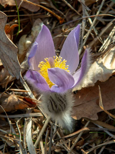 Greater Pasque Flower Blooming Meadow Pulsatilla Grandis Bloom Early Spring — Stock Photo, Image