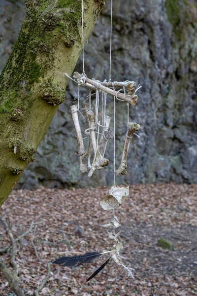 Animal Bones Hanging Rope Tree Forest Bones Wind Chimes Dream — Stock Photo, Image