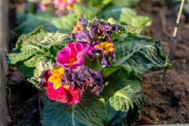 İlkbaharın başında ısırılan ayaz çiçeği. Primula don yüzünden hasar gördü.