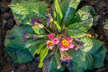 İlkbaharın başında ısırılan ayaz çiçeği. Primula don yüzünden hasar gördü.