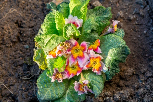 Common Primrose Frost Bitten Early Spring Primula Damaged Frost — Stock Photo, Image