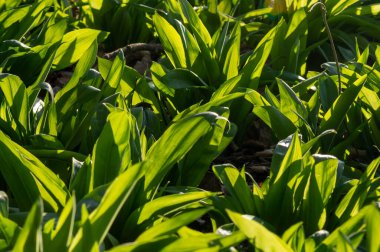Ormanda yabani sarımsak (Allium ursinum) yeşil yapraklar. Bitki Ramson, Buckram, geniş yapraklı sarımsak, ahşap sarımsak, ayı pırasası veya ayı sarımsağı olarak da bilinir..