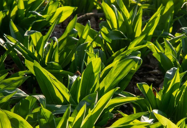 Fokhagyma Allium Ursinum Zöld Levelek Erdőben Növény Ismert Mint Ramsons — Stock Fotó