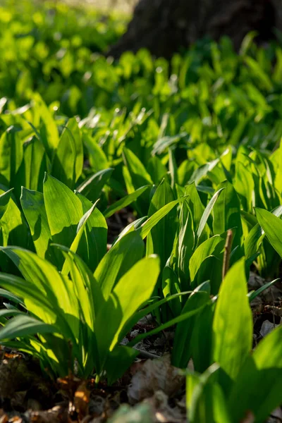 Alho Selvagem Allium Ursinum Folhas Verdes Floresta Planta Também Conhecida — Fotografia de Stock