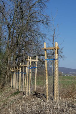 Ağaç koruyucusu, genç ağacı vahşi hayattan koruyor. Çekirdek ya da fidan metal tel örgü ile çevrili.