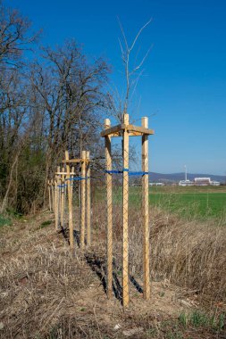 Ağaç koruyucusu, genç ağacı vahşi hayattan koruyor. Çekirdek ya da fidan metal tel örgü ile çevrili.