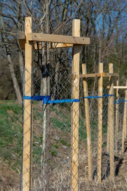 Ağaç koruyucusu, genç ağacı vahşi hayattan koruyor. Çekirdek ya da fidan metal tel örgü ile çevrili.