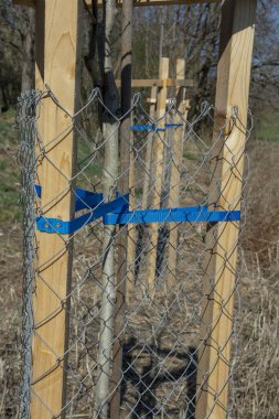 Ağaç koruyucusu, genç ağacı vahşi hayattan koruyor. Çekirdek ya da fidan metal tel örgü ile çevrili.