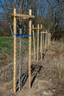 Ağaç koruyucusu, genç ağacı vahşi hayattan koruyor. Çekirdek ya da fidan metal tel örgü ile çevrili.