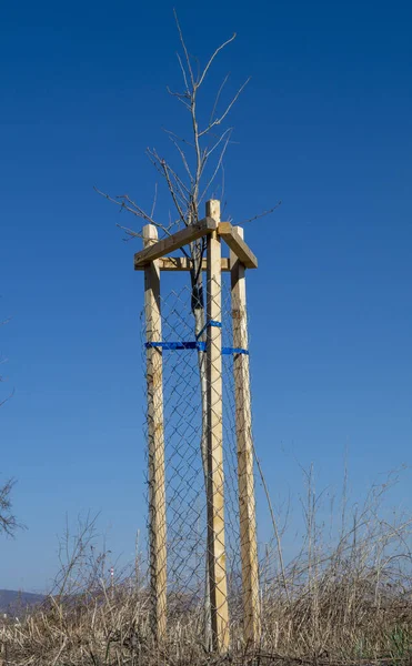 Mesh tree guard protecting young tree from wildlife damage. Seedling or sapling fenced with metal wire protective mesh.