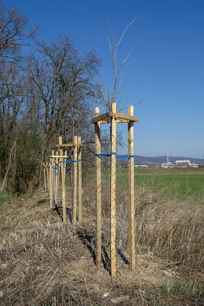 Ağaç koruyucusu, genç ağacı vahşi hayattan koruyor. Çekirdek ya da fidan metal tel örgü ile çevrili.