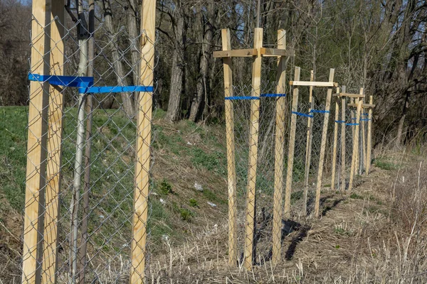 Ağaç koruyucusu, genç ağacı vahşi hayattan koruyor. Çekirdek ya da fidan metal tel örgü ile çevrili.