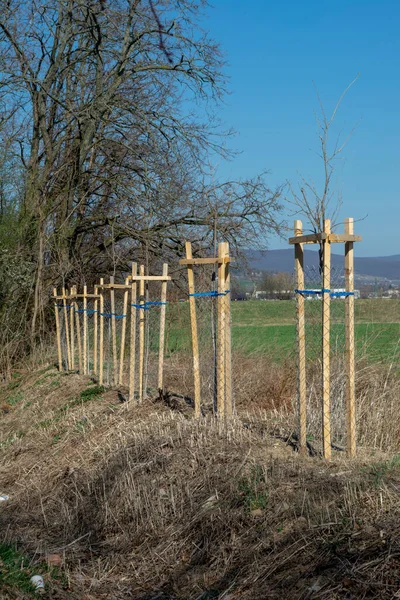 Ağaç koruyucusu, genç ağacı vahşi hayattan koruyor. Çekirdek ya da fidan metal tel örgü ile çevrili.
