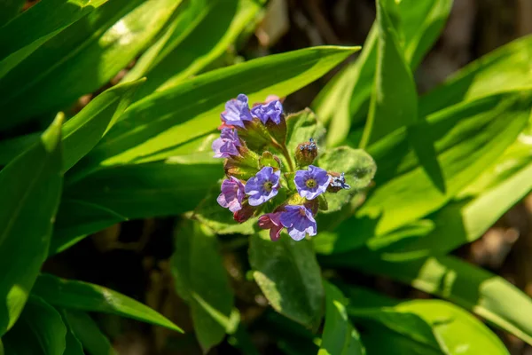 森の中でプルモナリアの花を咲かせます ルングーの青い花 植物はまた 一般的なラングーとして知られています メアリーの涙 私たちの女性のミルクが値下がりしました — ストック写真