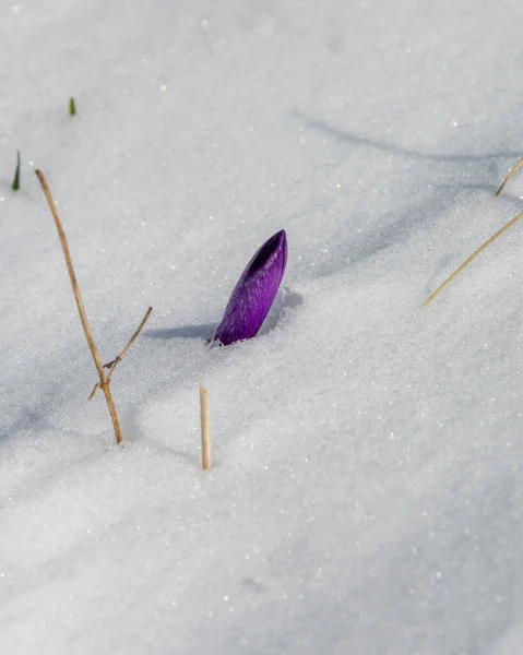 Blooming Saffron Crocus Flowers Coming Out Snow Early Spring Crocus — Stock Photo, Image