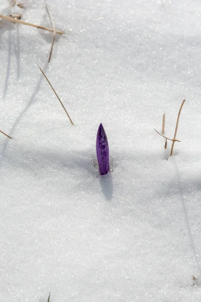 Blooming Saffron Crocus Flowers Coming Out Snow Early Spring Crocus — Stock Photo, Image