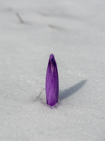 Blooming Saffron Crocus Flowers Coming Out Snow Early Spring Crocus — Stock Photo, Image