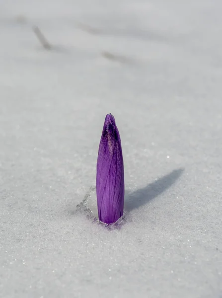 Fioritura Fiori Zafferano Crocus Che Escono Dalla Neve All Inizio — Foto Stock