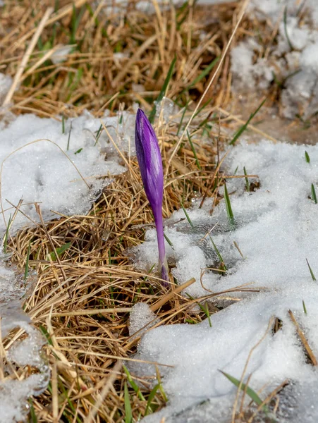 Floraison Fleurs Safran Crocus Sortant Neige Début Printemps Crocus Sativus — Photo