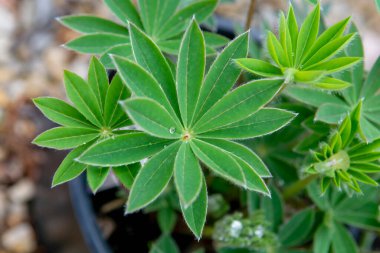 Bahçede Lupinus polifillus bitkisinin yeşil yaprakları vardır. Kapatın. Ayrıntılar. Makro. Seçici odak.