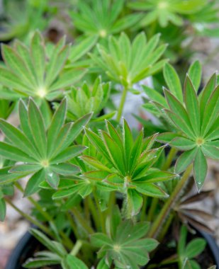 Bahçede Lupinus polifillus bitkisinin yeşil yaprakları vardır. Kapatın. Ayrıntılar. Makro. Seçici odak.