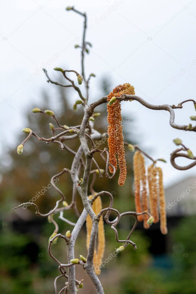 The Corkscrew hazel (Corylus avellana Contorta) male catkins in the early spring.