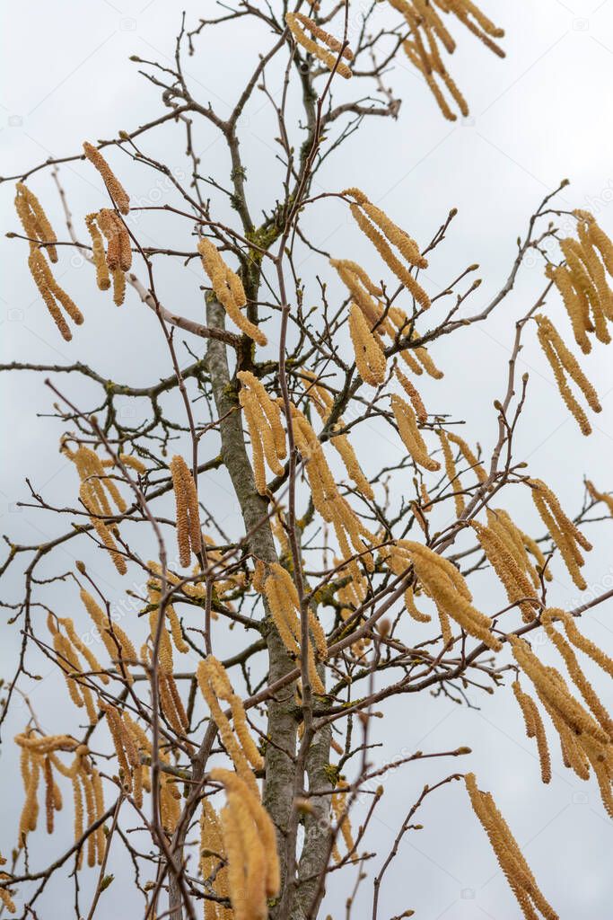The Corkscrew hazel (Corylus avellana Contorta) male catkins in the early spring.